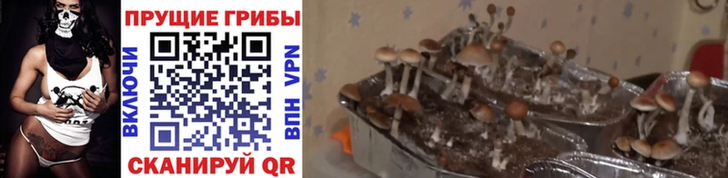 Галлюциногенные грибы прущие грибы  Короча 